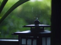 Lampe am Fenster  PENTAX K-1, HD PENTAX - PENTAX TAKUMAR (BAYONET) 2.5/135  - 02.06.2025 -