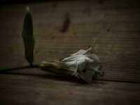 Lilie I  PENTAX K-1, HD PENTAX - D FA 2.8/24-70 ED SDM WR  - 13.02.3036 -