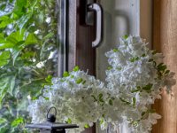 Auf der Fensterbank  Pentax K-1, HD Pentax D FA* 1.4/50 SDM AW  - 15.05.2023 -