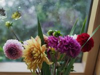 Dahlien Stillleben  Pentax K-1, SMC Pentax FA 1.8/77 Limited  - 27.08.2023 -