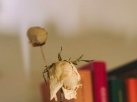 Verwelkte Rose  Pentax K-1, HD Pentax DFA* 1.4/50 SDM AW   - 08.09.2023 -