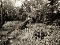 Blick in den Gartenteich  Pentax K2, SMC 2.8/24, Gelbfilter, Adox CHS 100 II  - 17.05.2021 -