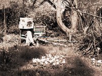 TAZ lesen im Garten  Pentax 645N, 2.8/45, Rollei RPX25@16