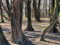 Baumansiedlung in den Rheinwiesen  Baumansiedlung in den Rheinwiesen