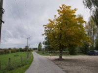 Kastanienbaum  iPhone 8 plus  - 22.Oktober 2020  -