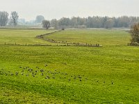 Wildgänse am Altrhein bei Rees