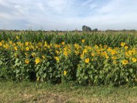 Sonnenblumen  iPhone 8 plus  - 02.08.2020 -