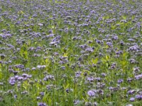 Büschelschön  Bienenweide  iPhone 17 Pro Max   - 31.10.2025 -