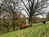 Stier und Kühe  iPhone 13 Pro Max  - 15.11.2023 -