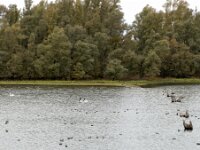 Gänselandung  iPhone 17 Pro Max  -29.10.2025 -