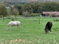 Zweisamkeit  iPhone 17 Pro Max  -29.10.2025 -