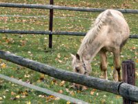 Nicht allein, sieht nur so aus  iPhone 17 Pro Max  -29.10.2025 -