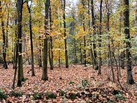 Herbstwald Testerberge  iPhone 17 Pro Max  -29.10.2025 -