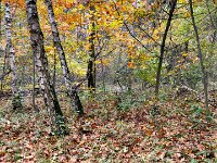 Birken  iPhone 17 Pro Max  -29.10.2025 -