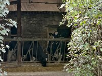 Offener Kuhstall  iPhone 17 Pro Max  -29.10.2025 -