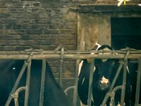 Es schmeckt  iPhone 17 Pro Max  -29.10.2025 -