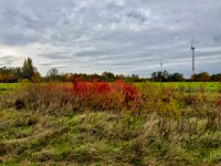 Rotes Leuchten  iPhone 17 Pro Max  -29.10.2025 -