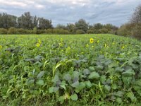 Sonnenblumenfeld  iPhone 17 Pro Max  -29.10.2025 -