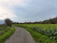 Feldweg  iPhone 17 Pro Max  -29.10.2025 -