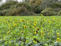 Schöner Anblick  iPhone 17 Pro Max  -29.10.2025 -