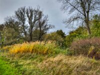 Herbstfarben  iPhone 17 Pro Max  -29.10.2025 -