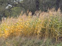 Schilf im sanften Wind  iPhone 17 Pro Max  -29.10.2025 -