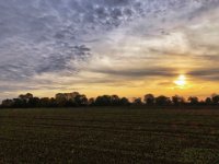 Morgensonne überm Feld  iPhone 8 plus  - 31.Oktober 2021 - : Landschaft, Feld, Morgenrot, Herbst, Bäume