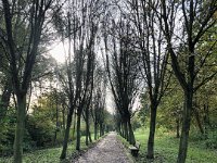 Kahle Allee Xantener Nordsee  iPhone 8 plus  - 31.Oktober 2021 - : Laub, Landschaft, Weg, Xantener Nordsee, Herbst, Bäume