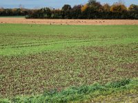 Leben und Tod der Wildgänse : Feld, Tod, Gans, Wildgänse