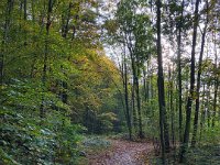 Waldweg in "Die Hees"  iPhone 8 plus  - 31.Oktober 2021 - : Laub, Landschaft, Herbst, Bäume, Waldweg, Wald, Die Hees