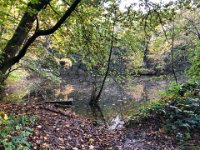 Waldtümpel in "Die Hees" : Laub, Landschaft, Herbst, Wasser, Bäume, Waldweg, Tümpel, Wald, Die Hees