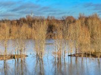 Bäume unter Wasser  iPhone 13 Pro Max  - 27.12.2022 -