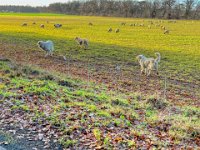 Herdenschutzhunde und Schafe  iPhone 13 Pro Max  - 27.12.2022 -