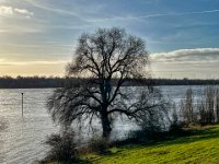 Baum am Rheinufer  iPhone 13 Pro Max  - 27.12.2022 -