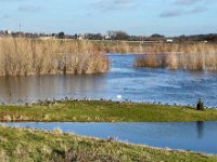 Gänse und Schwan im Lippemündungsbereich  iPhone 13 Pro Max  - 27.12.2022 -