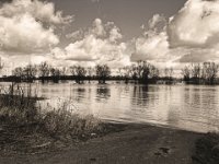 Schwäne und Gänse  iPhone 8 Plus  7.März 2020 - : Schwan, Rhein, Fluss, Hochwasser, Gänse, Bäume