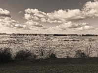 Land unter  iPhone 8 Plus  7.März 2020 : Rhein, Fluss, Hochwasser