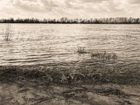 Der Fluss frißt das Ufer  iPhone 8 Plus  7.März 2020 : Rhein, Fluss, Hochwasser