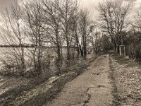 Der Weg am Fluss  iPhone 8 Plus  7.März 2020 : Rhein, Weg, Fluss, Hochwasser, Bäume