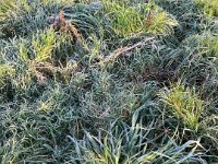 Kälte sichtbar am Gras  iPhone 13 Pro Max  - 22.11.2023 -