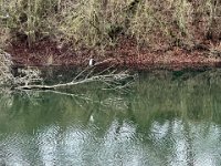 Reiher am Weiher  iPhone 13 Pro Max  - 05.01.2023 -