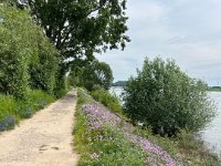 Uferweg ....  iPhone 13 Pro Max  - 15.05.2024 -