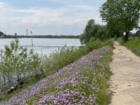 ..... und Blüten  iPhone 13 Pro Max  - 15.05.2024 -