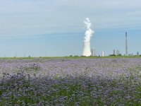 Blühender Acker und Dampfwolken  iPhone 13 Pro Max  - 15.05.2024 -