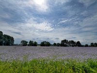 Blütenfeld am Rhein  iPhone 13 Pro Max  - 15.05.2024 -