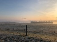 Rheinschiff und Wildgänse  iPhone 8 Plus  - 01.Januar 2020 -