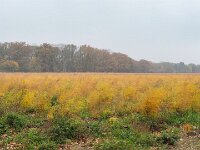 Niederrhein Herbst 09.11.2025