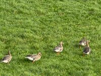 Gänse am Deich  iPhone 17 Pro Max   - 09.11.2025 -