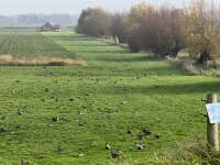 Wildgänse  iPhone 17 Pro Max   - 09.11.2025 -