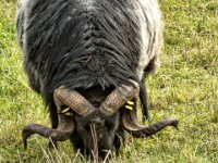 Schafsbock  iPhone 17 Pro Max   - 09.11.2025 -